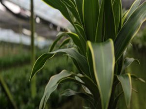 Dracaena Deremensis Arturo Image