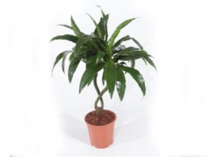 Dracaena Deremensis Arturo Tips Image