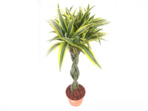 Dracaena Deremensis Lemon Lime Braid Image