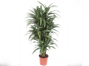 Dracaena Deremensis Ulises Multiple 90cm Image