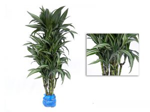 Dracaena Deremensis Ulises Multiple Branch Image