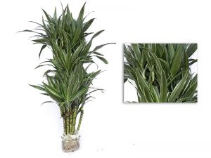 Dracaena Deremensis Warneckii Multiple Branch Image