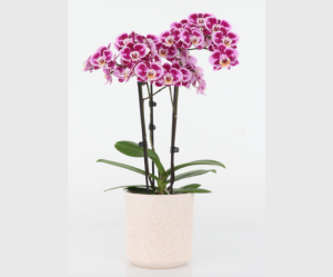 Multiflora Superior
