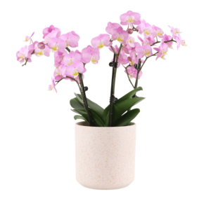 Multiflora Superior 1